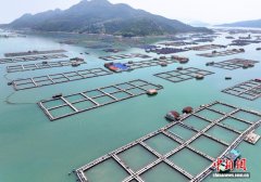 探访福建宁德三都澳白基湾渔排养殖区